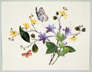 Étude de fleurs et insectes